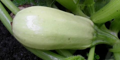 Кабачок ролик