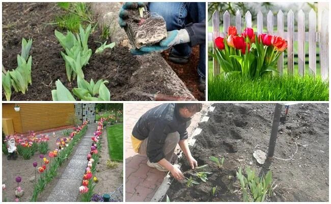 Когда можно пересаживать тюльпаны на новое место. Пересаживание тюльпанов. Пересаживаем цветущие тюльпаны. Пересадка тюльпанов весной с одного места на другое. Когда пересаживать тюльпаны.