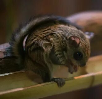 File:Japanese dwarf flying squirrel.jpg - Wikipedia.