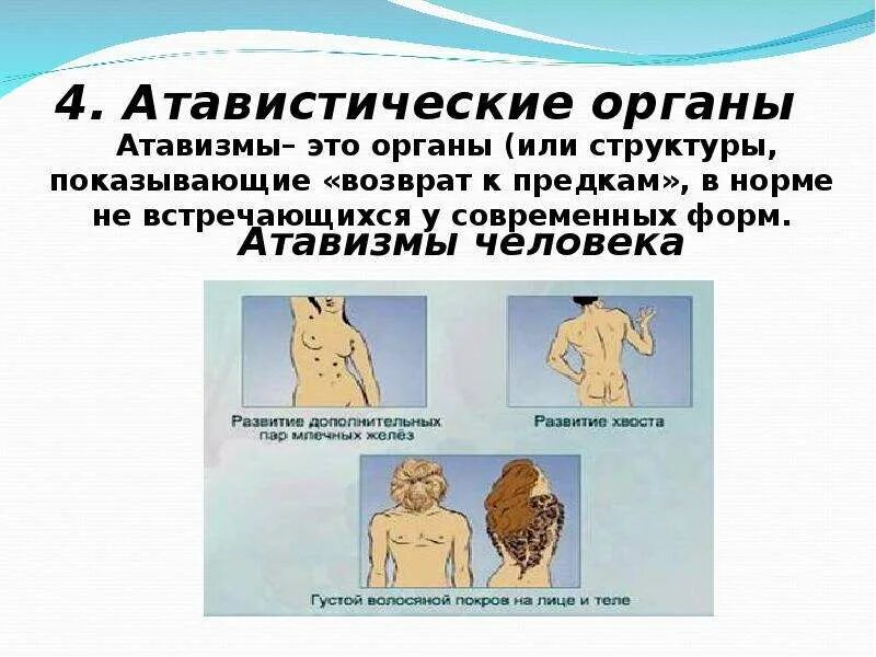 Атавистические органы человека.