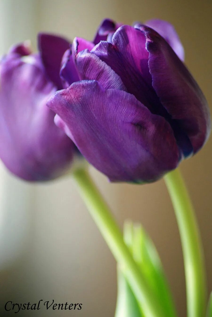 Что означают фиолетовые тюльпаны. Тюльпан перпл Дрим. Фиолетовый тюльпан Пурпл. Тюльпан Пурпл Кристалл. Тюльпан Пурпл леди.