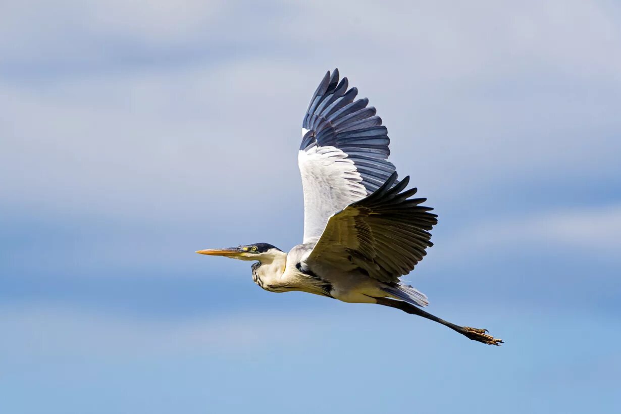 Take bird. Южноамериканская цапля.