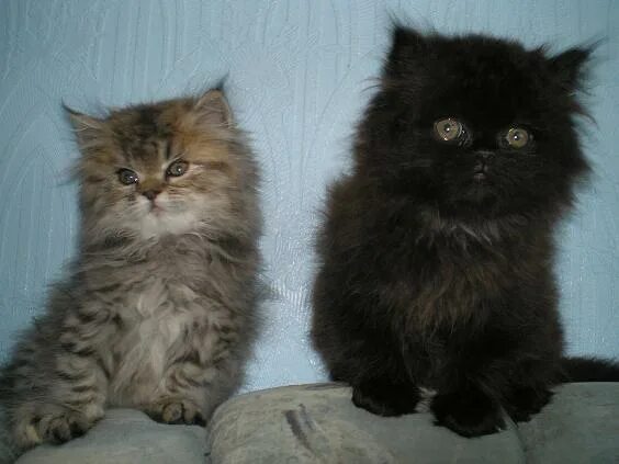 персидский кот в добрые руки. отдам персидских котят. королевский перс серый взрослый. персидский кот. персидский кот малыш.