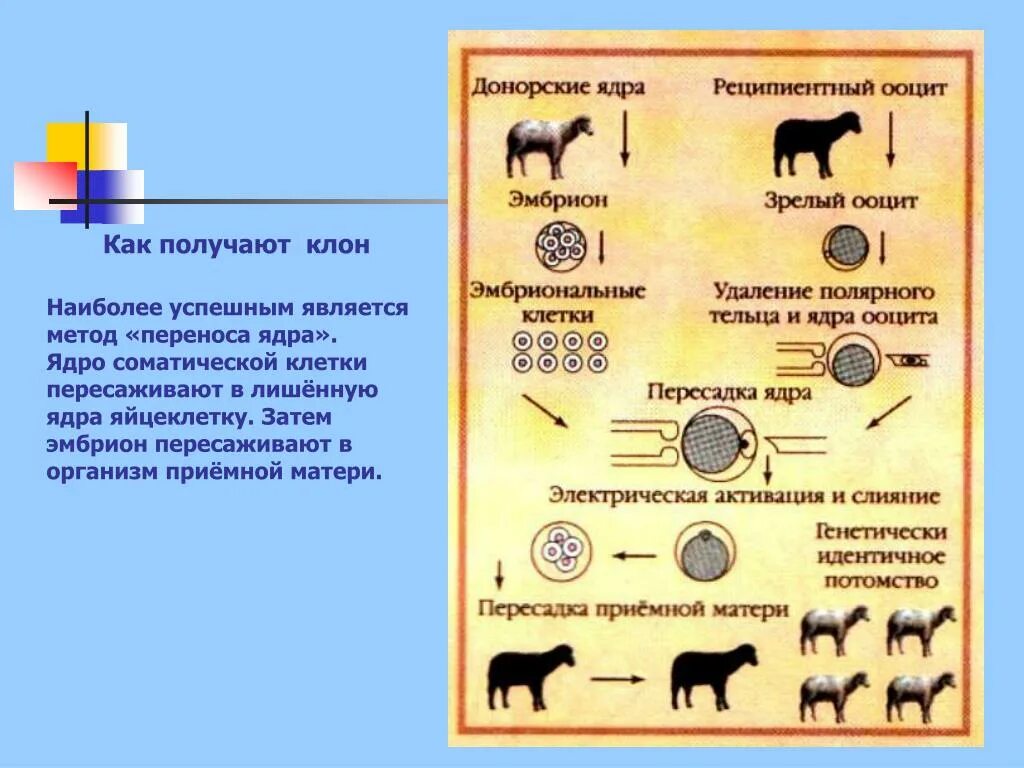 Пересадка ядер клеток эмбрионов. Схема трансплантации эмбрионов крупного рогатого скота.. Метод пересадки ядер соматических клеток. Метод трансплантации эмбрионов. Способы трансплантации эмбрионов животных.