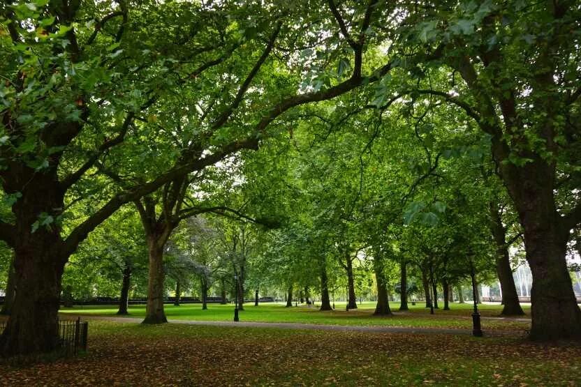 Грин-парк (Green Park). Парк в Лондоне Грин парк. Зеленый парк Англии. Гринн аллея Грин парк.