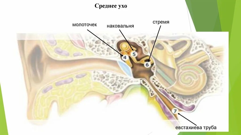 Евстахиева труба лечить. Строение уха евстахиева труба. евстахиева труба анатомия человека.
