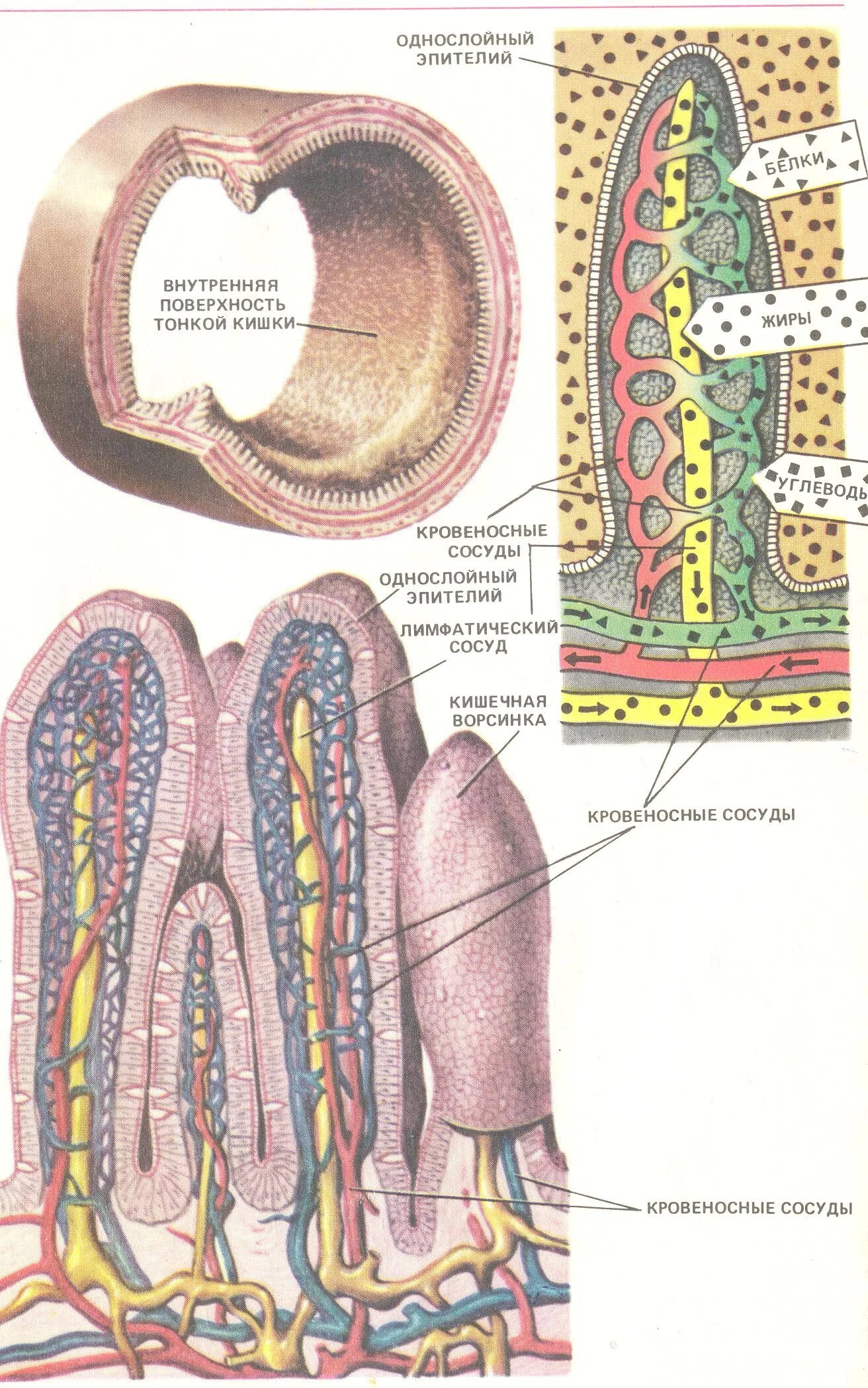 Строение кишечной ворсинки анатомия. Ворсинка слизистой оболочки тонкого кишечника. Строение микроворсинки тонкого кишечника. Ворсинка оболочки кишечника строение. Внутренняя поверхность кишечника