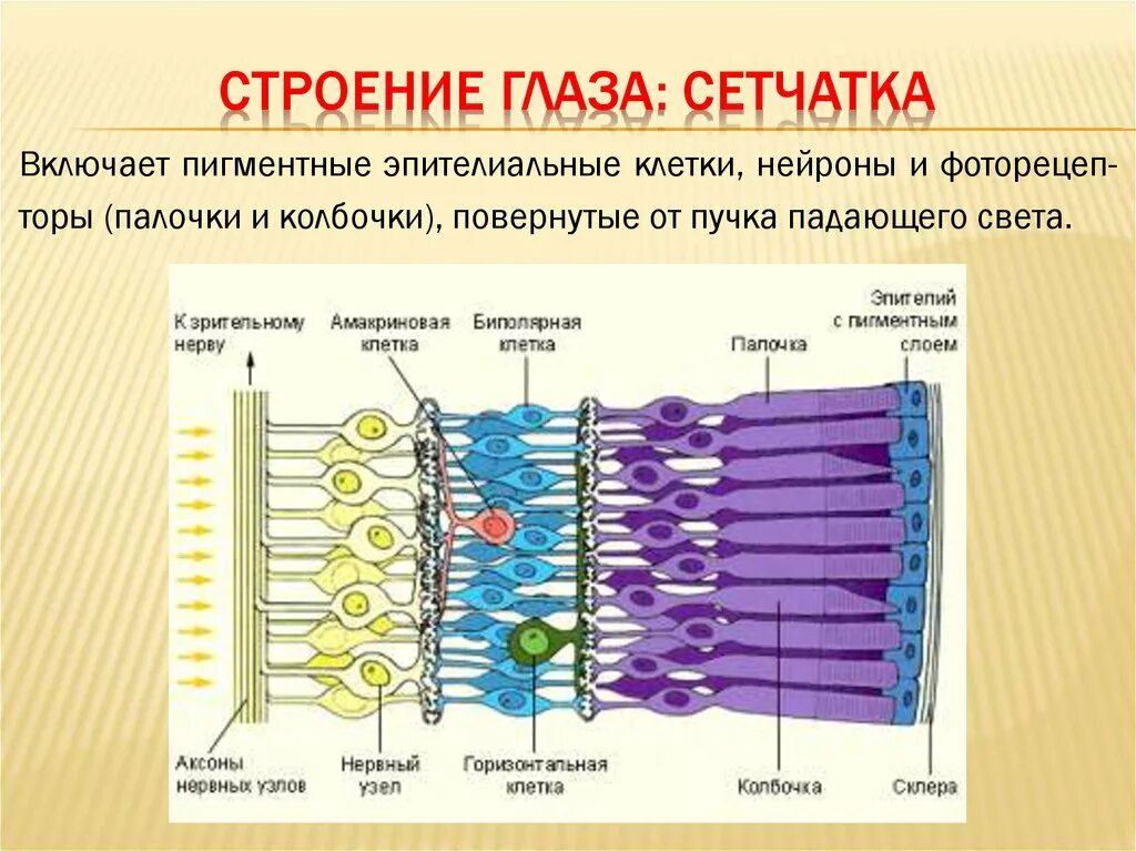 Фоторецепторы какой отдел. Зрительные рецепторы палочки и колбочки. Строение колбочки сетчатки. Рецепторы сетчатки глаза. Строение и функции зрительных рецепторов.