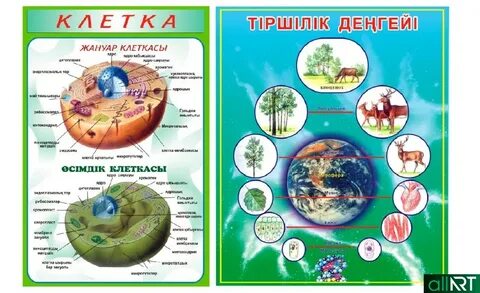 Тік емізіктердің фотосуреттері