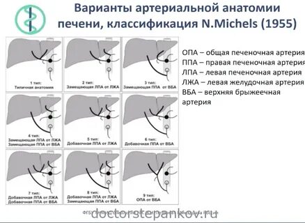 Печеночная артерия отходит