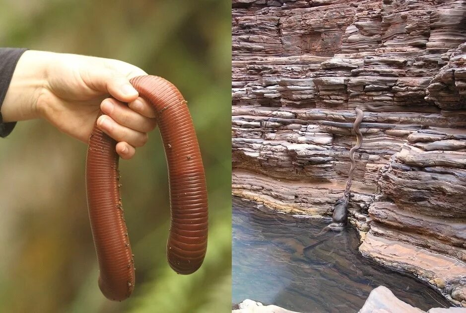 Самой большой червь. Австралийский гигантский Земляной червь. Гигантские дождевые черви Австралии. Австралийский гигантский дождевой червь.