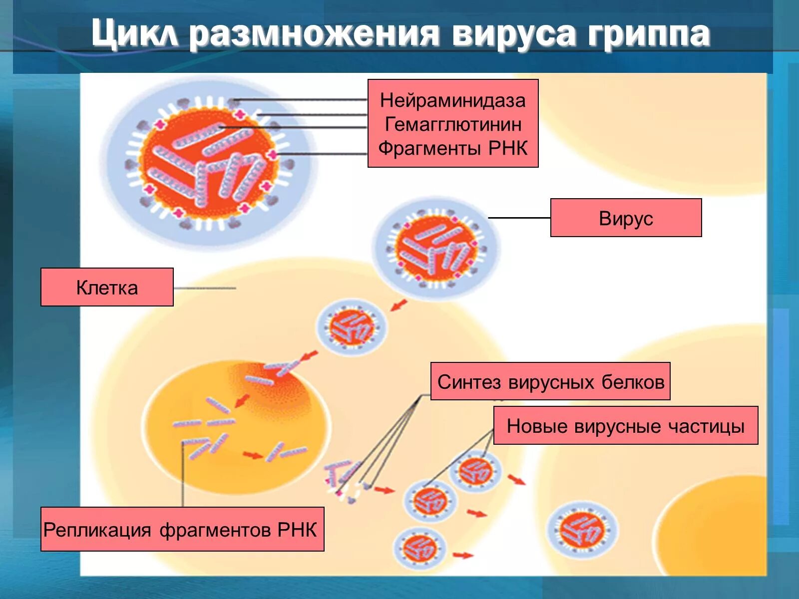 Размножение вируса гриппа. Цикл репродукции вирусов. Цикл развития вируса гриппа. Схема репликации вируса гриппа.