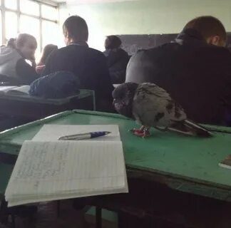 Пту прикол