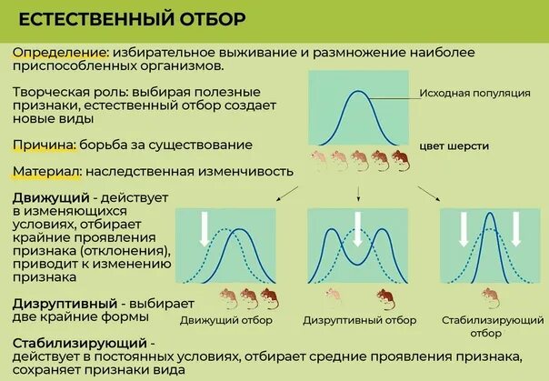 Таблица естественный отбор 9 класс биология. Формы естественного отбора движущий и стабилизирующий. Формы естественного отбора: движущий отбор, стабилизирующий отбор.. Стабилизирующий движущий и дизруптивный отбор. Дизруптивная форма естественного отбора.