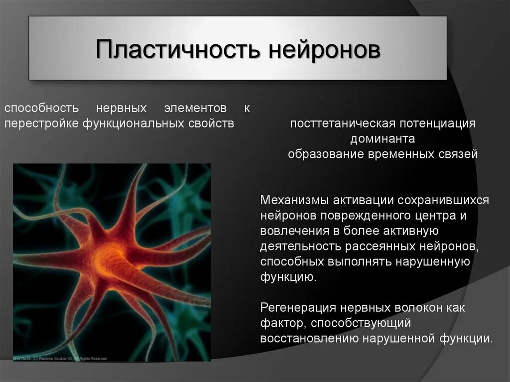 Нейронная пластичность. Нейроны и нейронные связи. Повреждение нейронов. Способность нервной клетки. Пластичный мозг