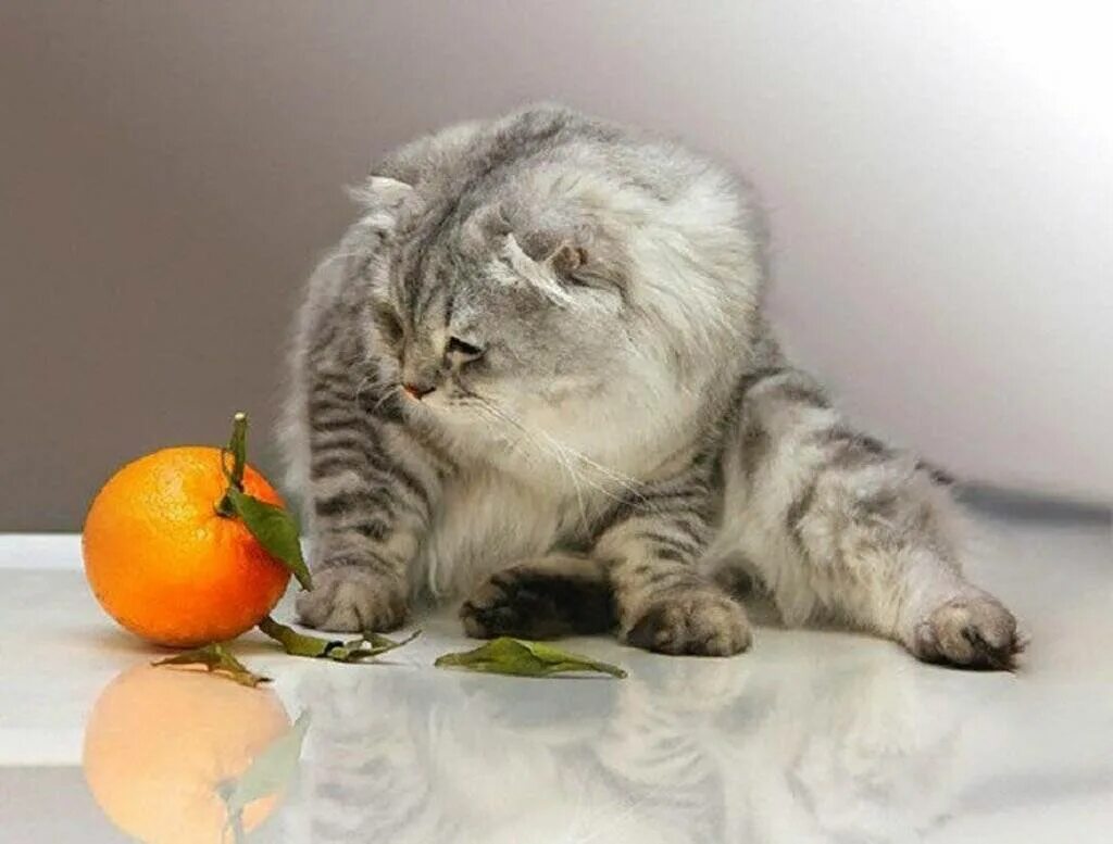 Какой запах не любят кошки