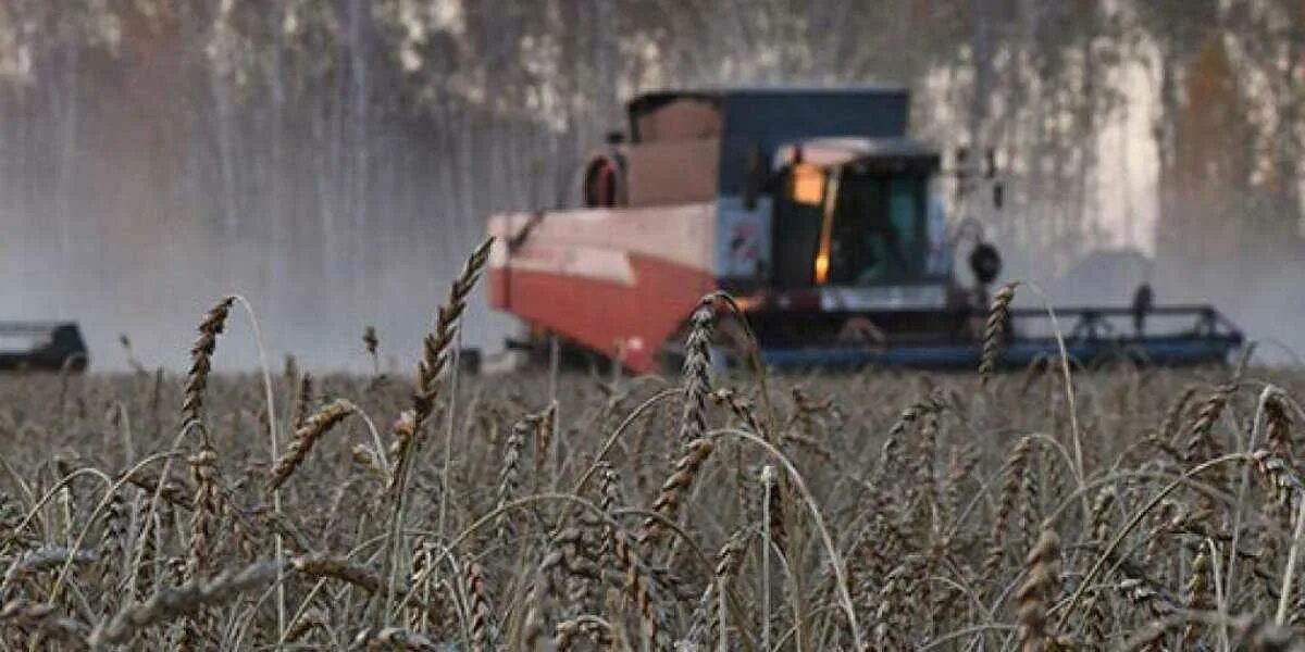 Крушение зерновых. Продовольственный кризис. Мировой продовольственный кризис 2022 фото. Поставки зерна из Украины. Зерно голод