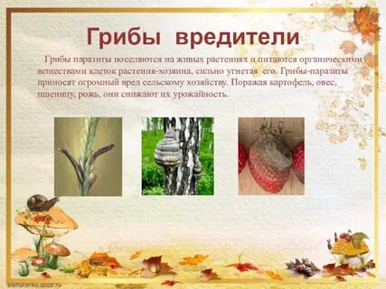 Грибы паразиты растений и животных