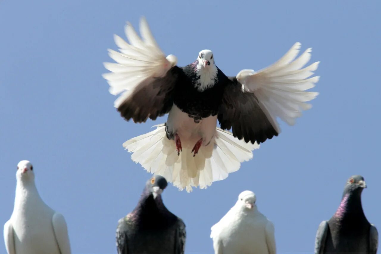 афганские бойные голуби. узбекские двухчубые голуби челкари. голуби челкари. голуби бакинские бойные короткоклювые. сизый голубь городской.