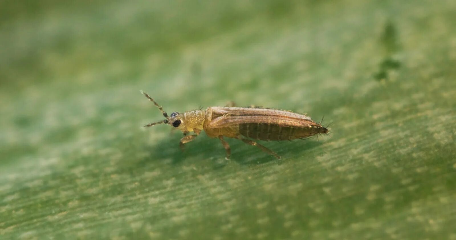 Managing Plant Pests and Diseases Without Chemicals In Greenhouse Plant pests, G