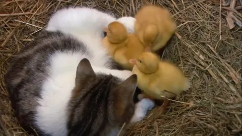 Котенок утка