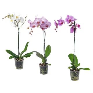 Plants орхидея