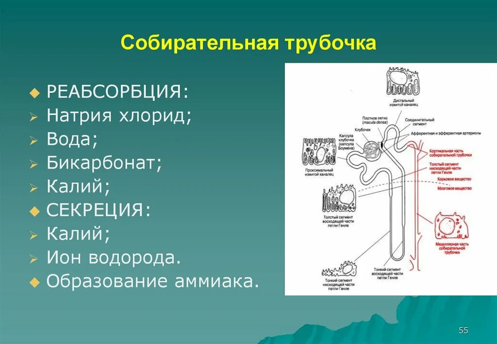 Процесс в собирательной трубочке