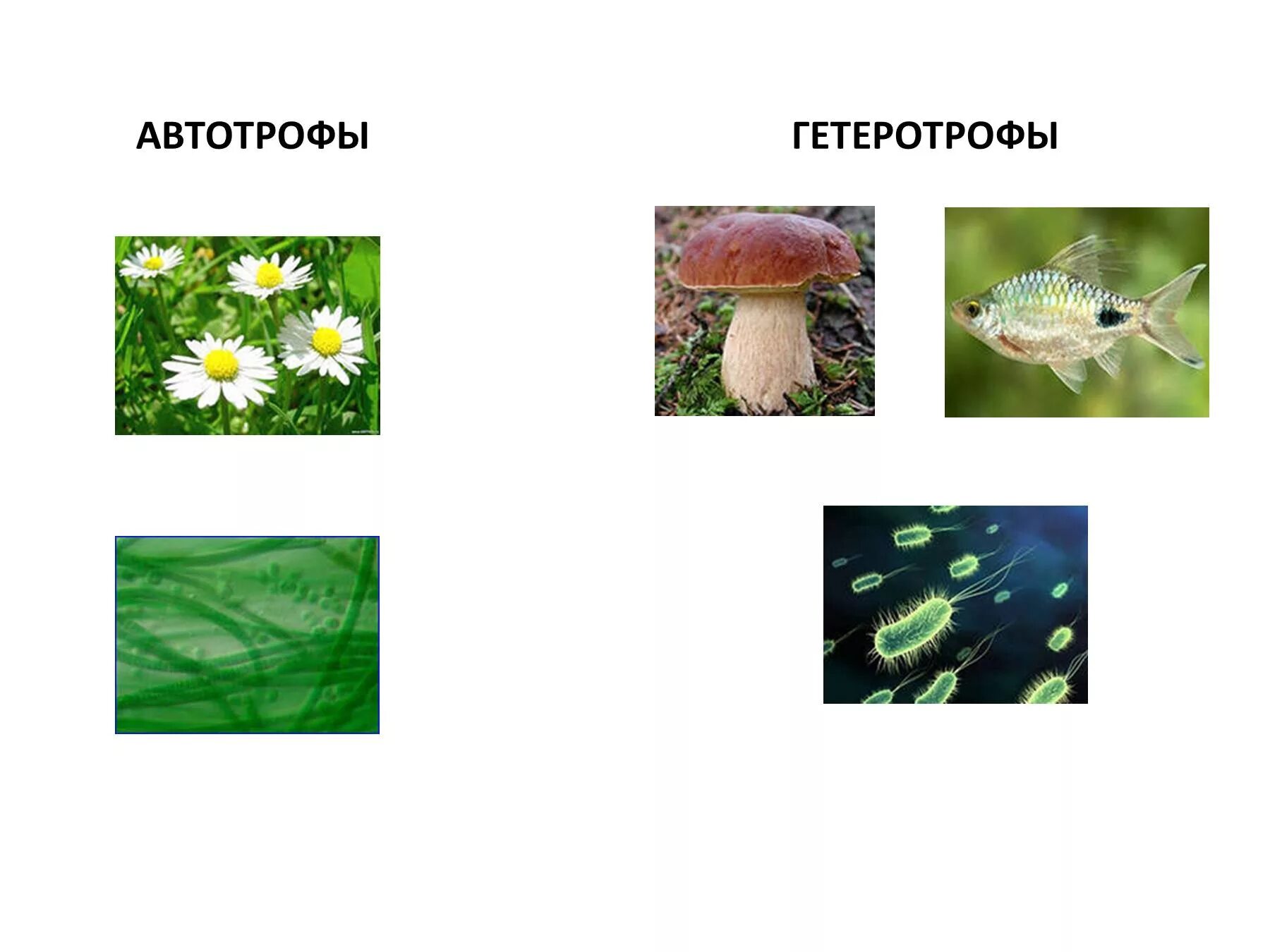 Группа автотрофных организмов. Автотрофы и гетеротрофы. Гетеротрофы Автортрофы Гетеро. Живые организмы автотрофы. Автотрофы гетеротрофы гетеротрофы.