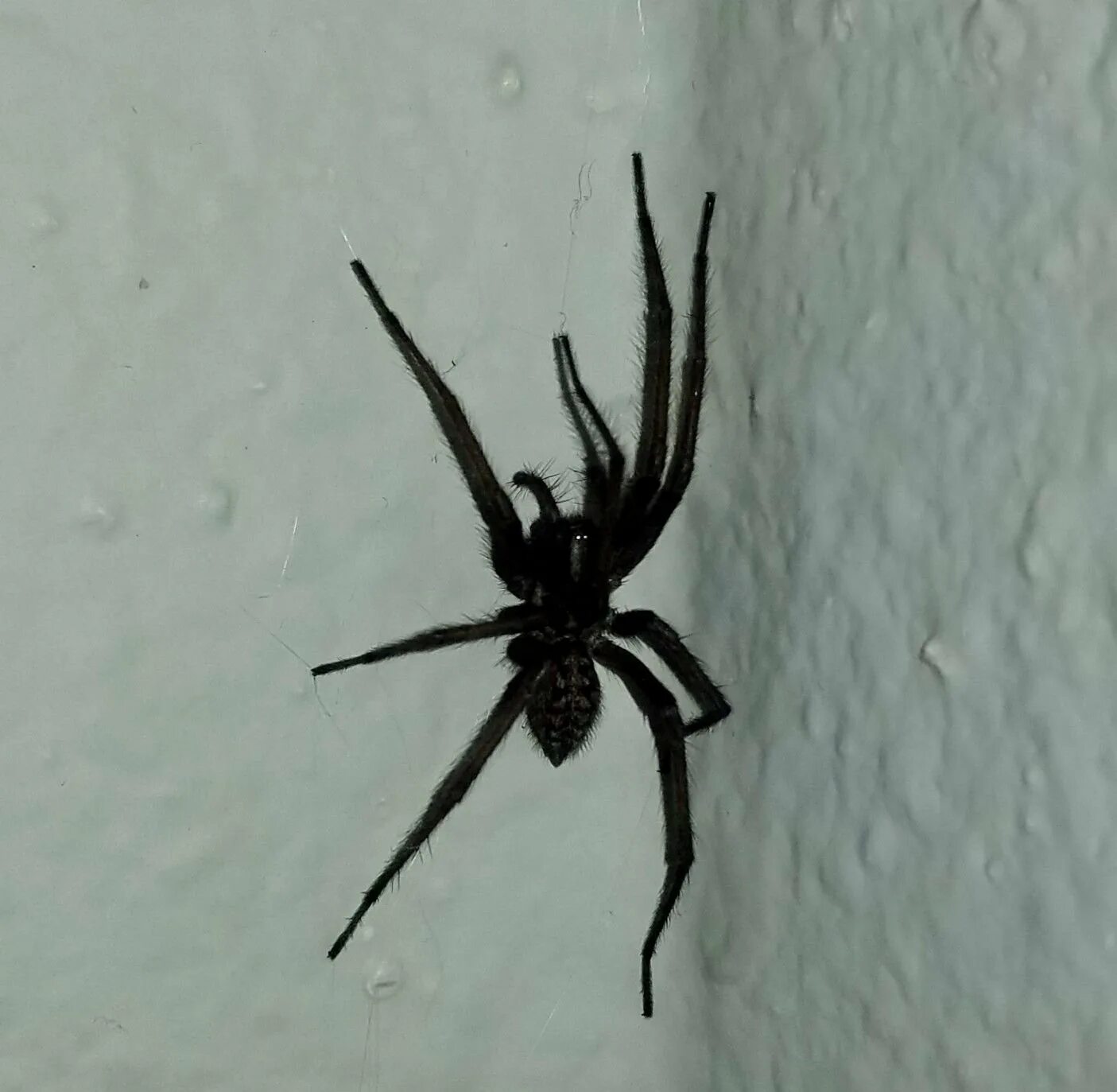 Черный паук хорошо. Большой черный паук. Чёрный паук Ткач. Каракурт паук. Чёрный паук в доме.