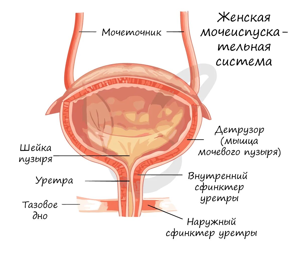 Мужской мочеиспускательный мочеиспускательный канал. Уретра палочковая. Уретра палочковая. Нормы показателей лейкоцитов в мазке. Микроскопия мазка на микрофлору.