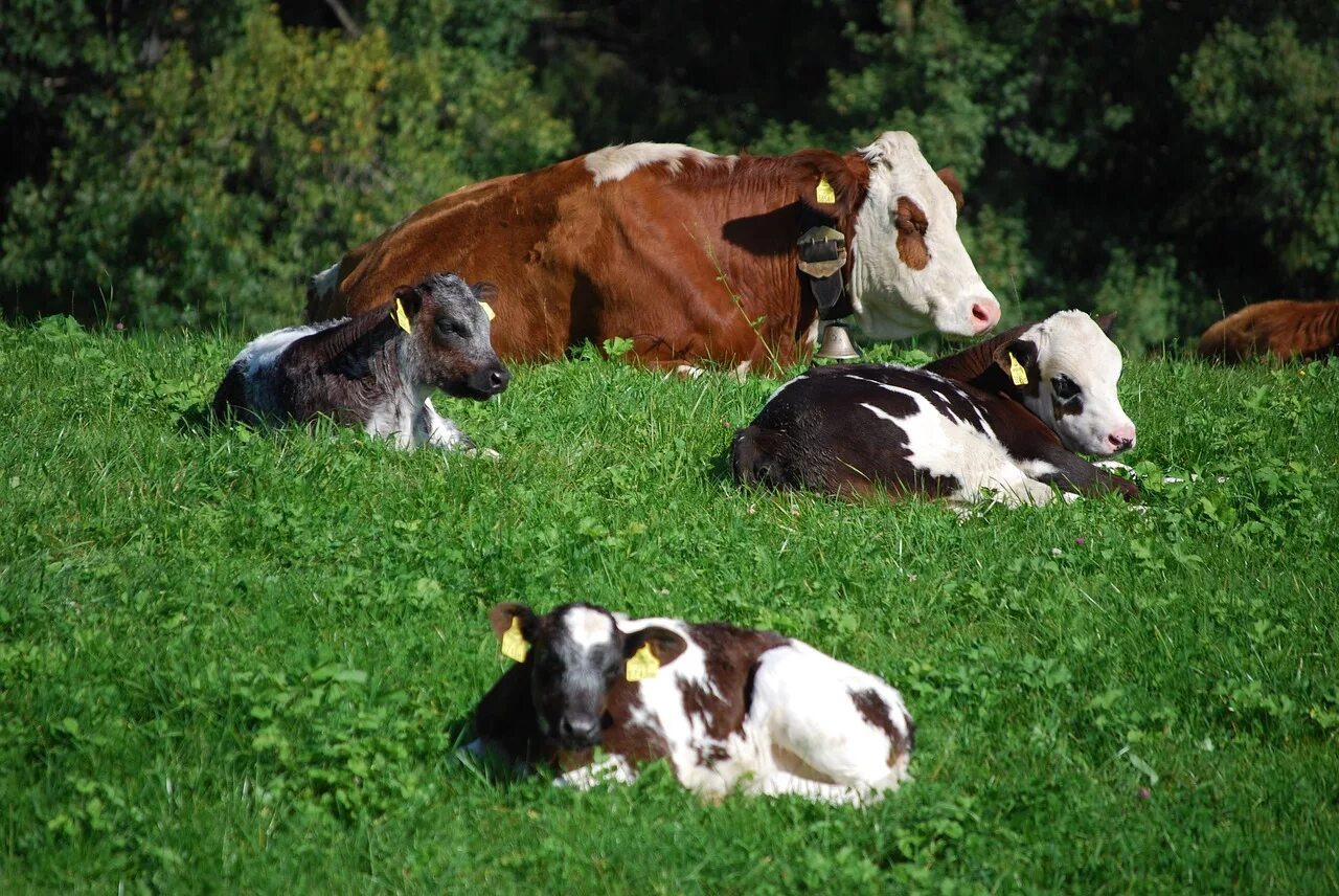 Сон коровка. Коровы на лугу. Коровы на пастбище. Корова с теленком на лугу. Коровы пасутся.