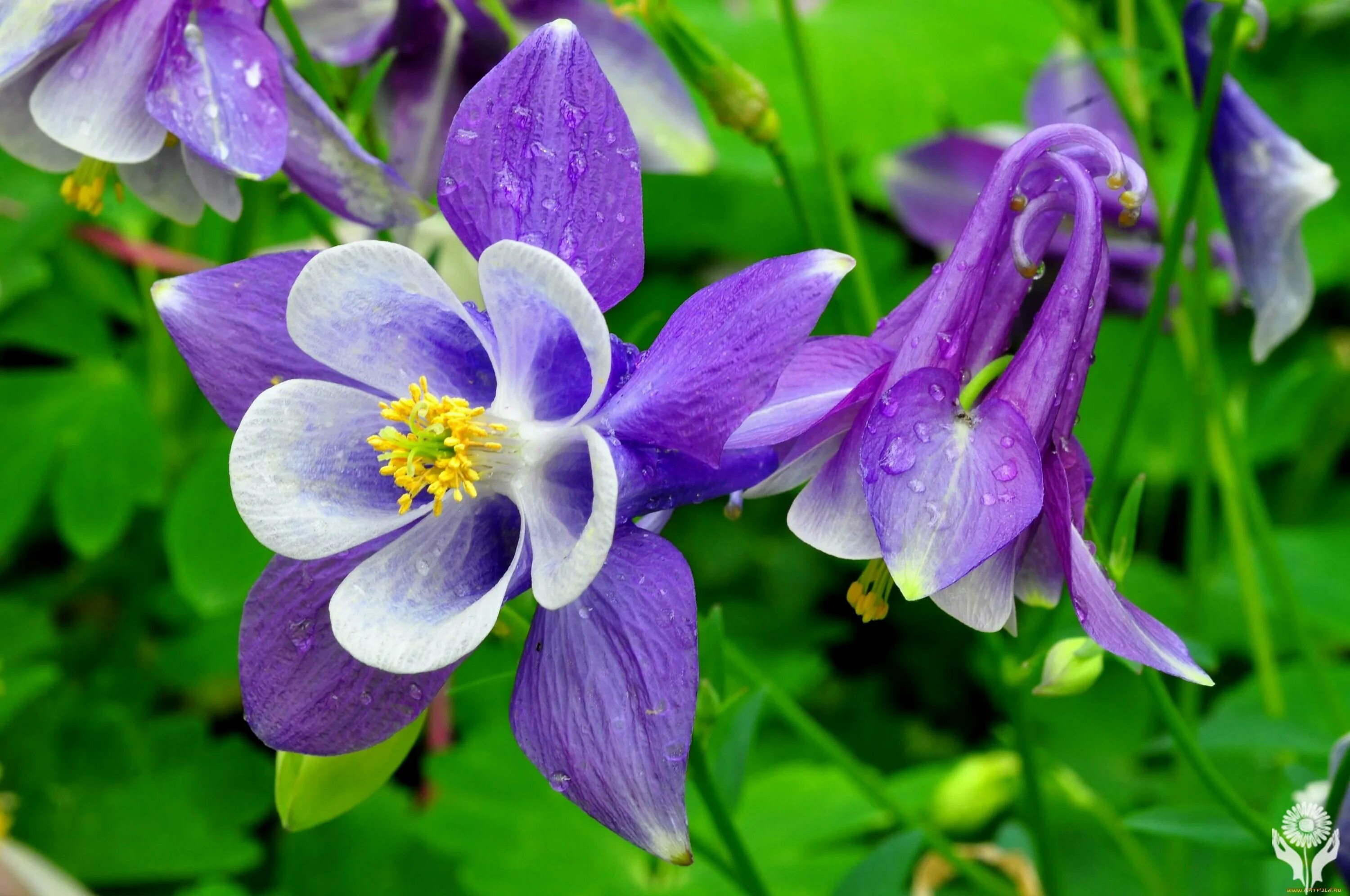 Цветок бр. Мальва однолетняя. Марьянник полевой. Крокусы розовые. Сенполия бр бимбо.