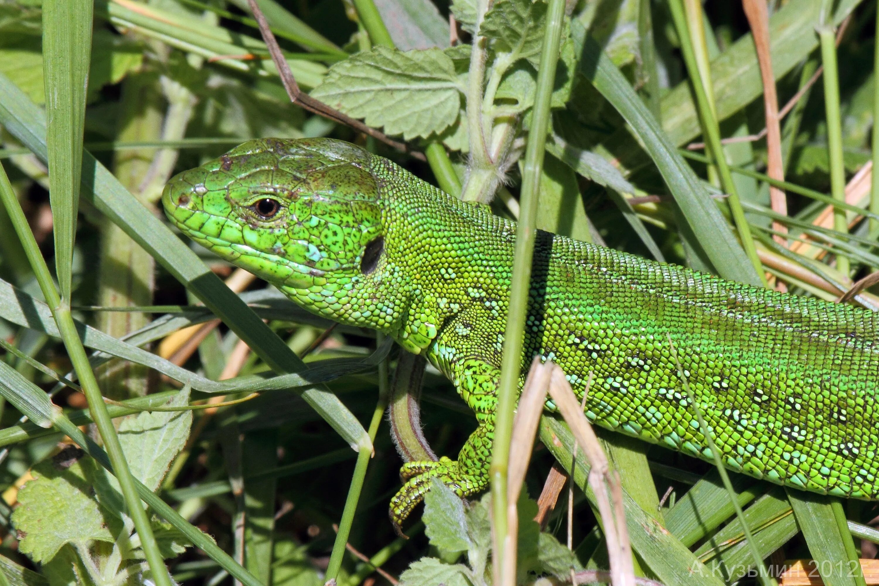 Ящерица п. Прыткая ящерица. Зеленая прыткая ящерица. Lacerta Agilis. Зеленая ящерица Крым.