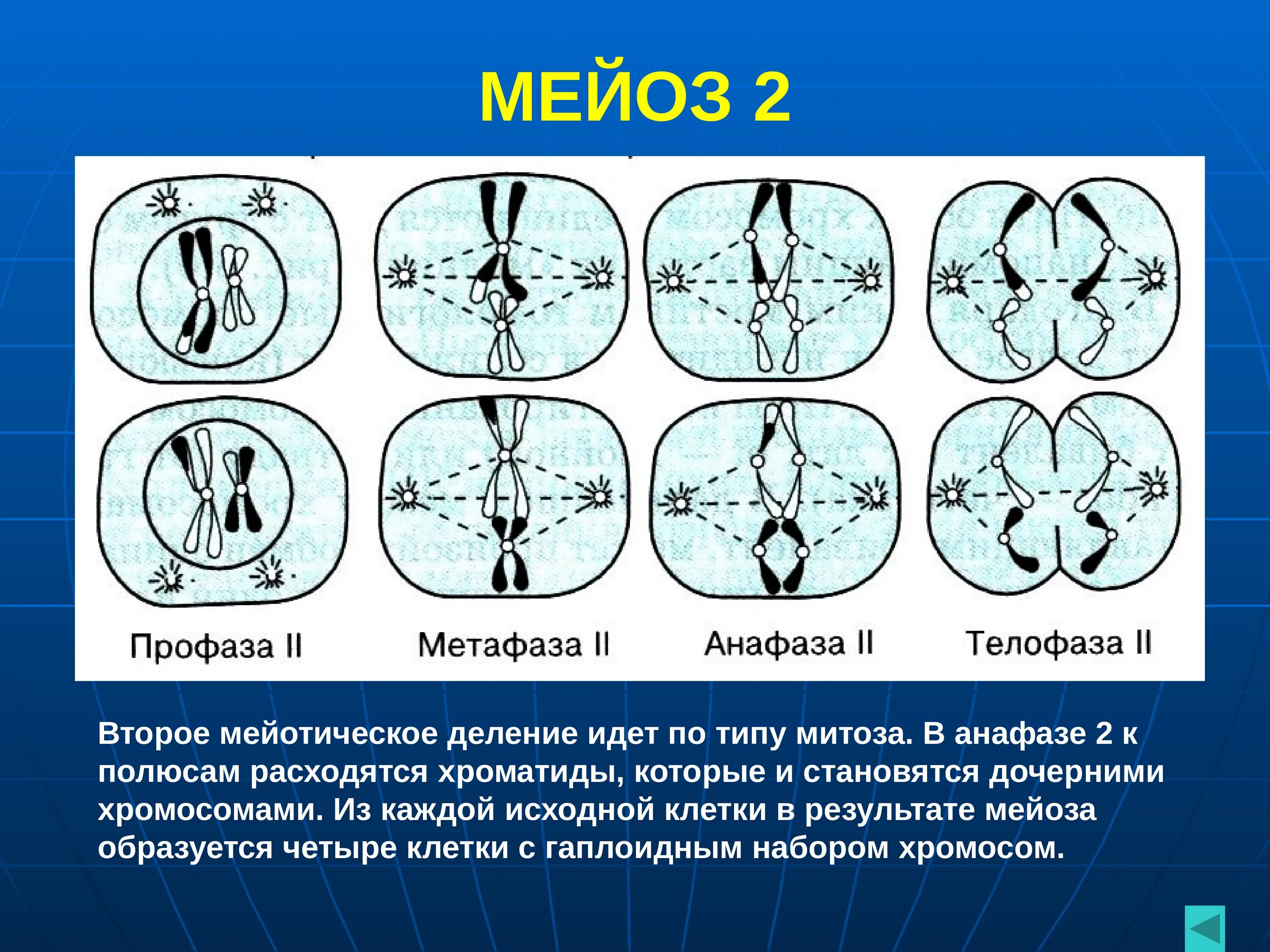 Фазы мейоза 2 деление. Метафаза мейоза 1 и 2. Анафаза второго деления мейоза. Профаза второго деления мейоза. Мейоза 20