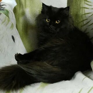 Черный сибирский кот