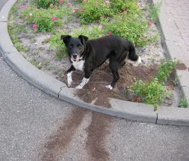 Dog hole
