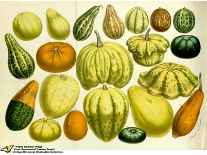 Cucurbita pepo subsp pepo