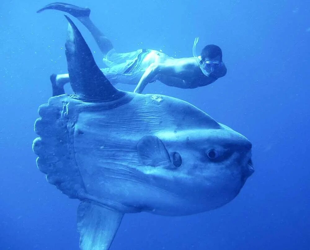 Рыба-луна mola mola. Пляж мол севастополь. Рыба луна мола мола. Картинка мола. Мол.