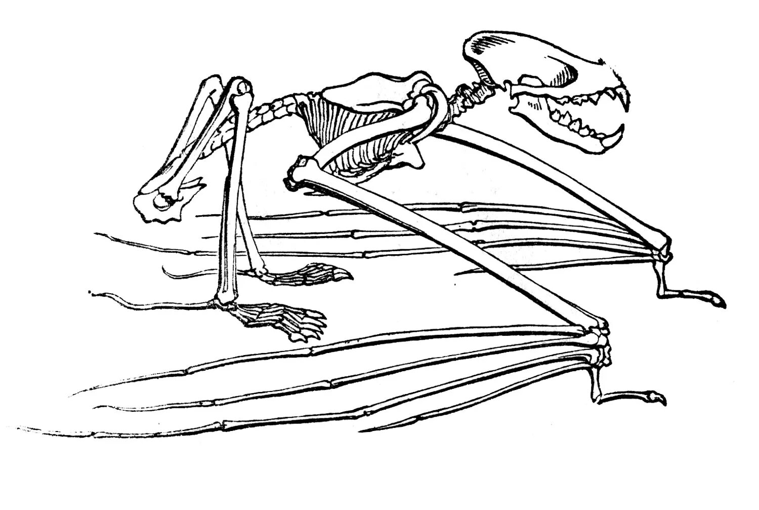 Передние конечности крота и ласты кита. Скелет рукокрылых. Рукокрылые строение скелета. Строение скелета летучей мыши. Скелет крылана.
