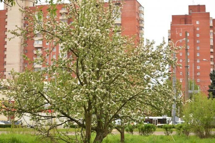 Яблоневая 1 б. Яблоневый сад Беляево. Парк Яблоневый сад Беляево. Яблоневый сад на Васильевском острове. Парк Яблоневый сад Санкт Петербург.