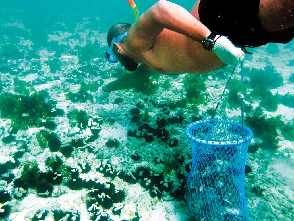 Ныряльщики за жемчугом. Ныряльщики за жемчугом в древности. Под водой. Нырял за жемчугом. Ловцы жемчуга.