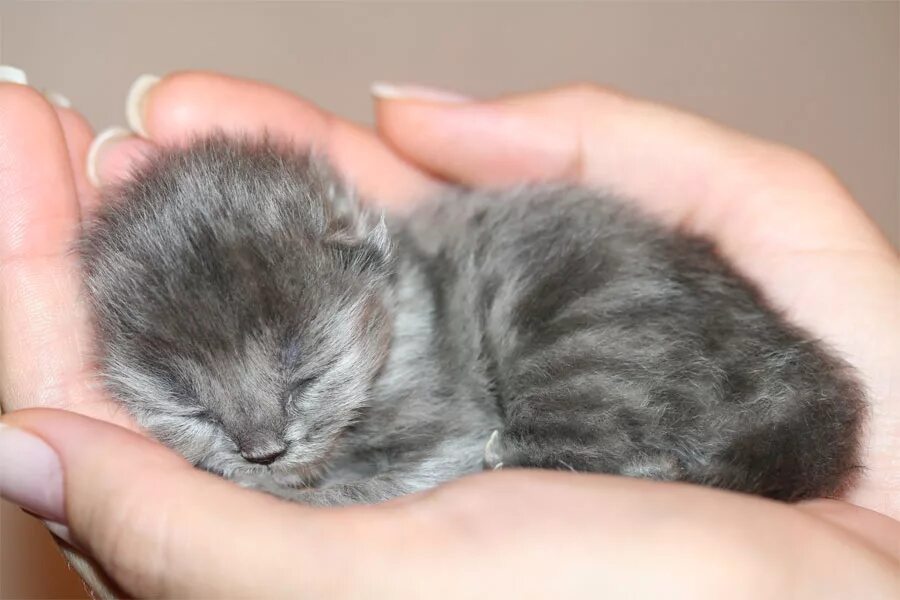 добрые руки балаково