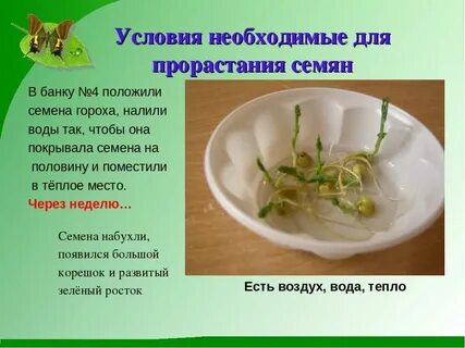 Биология прорастить фасоль