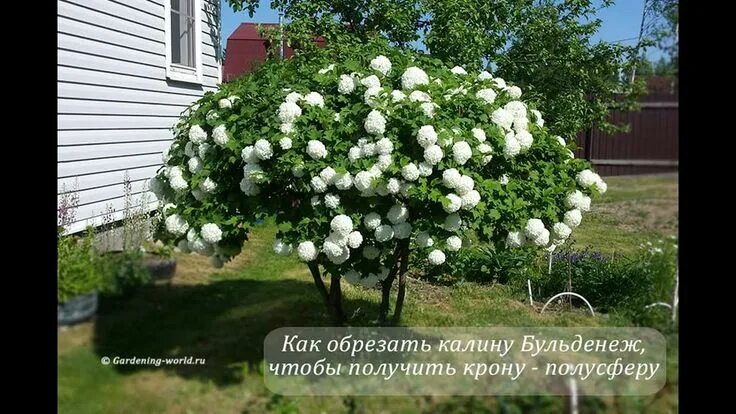 Кустарник "Бульденеж": фото, размножение, посадка и уход