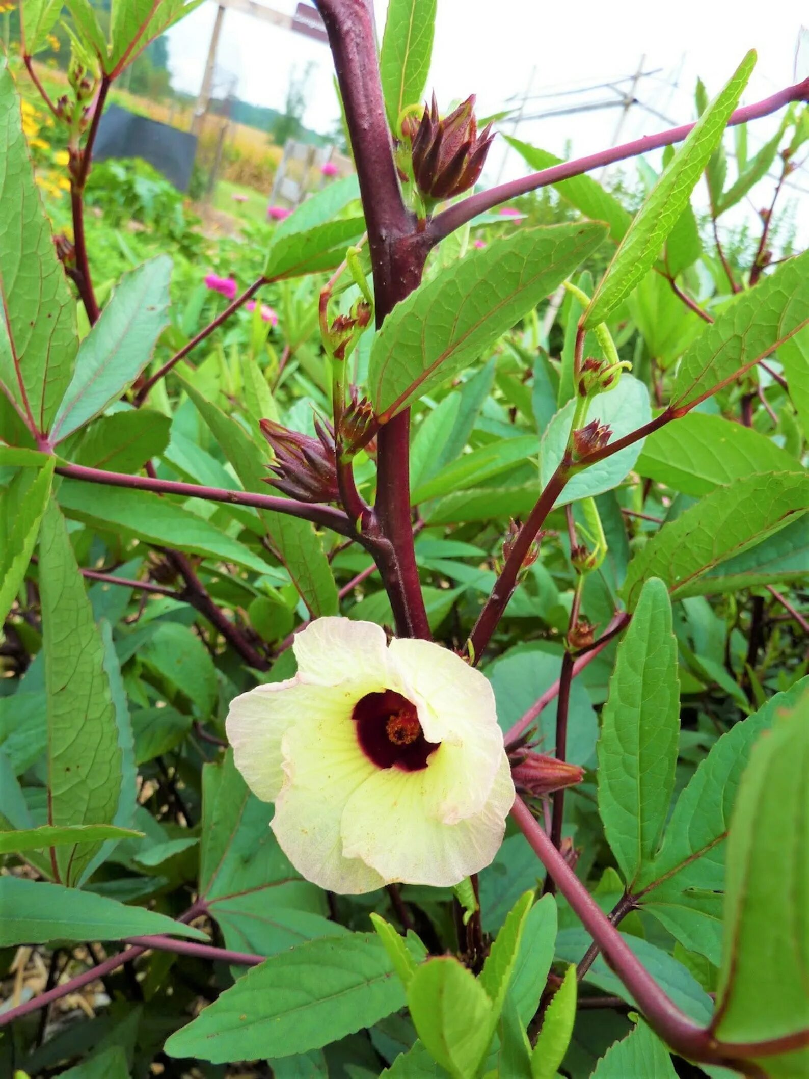 Гибискус сабдариффа. Каркаде гибискус сабдариффа. hibiscus sabdariffa – гибискус сабдариффа. гибискус розель.