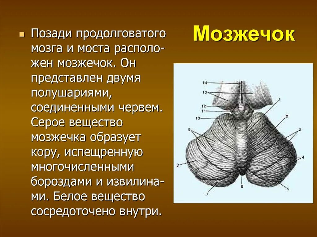 Мозжечок строение серого и белого вещества. Мозжечок строение. Мозжечок строение и функции. Червь мозжечка.