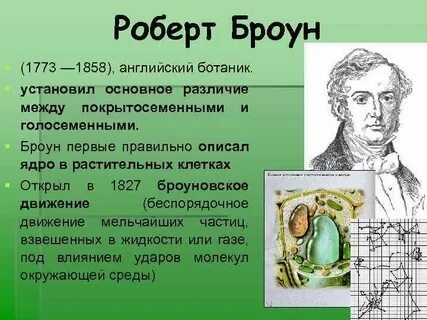 Р броун открытие
