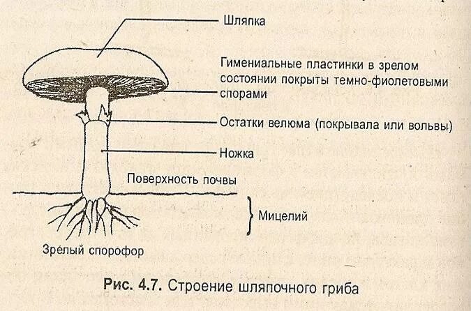 Шляпочные грибы водоросли. Строение шляпочного гриба рисунок. Строение шляпочного гриба. Паразитические грибы строение. Схема гриба.