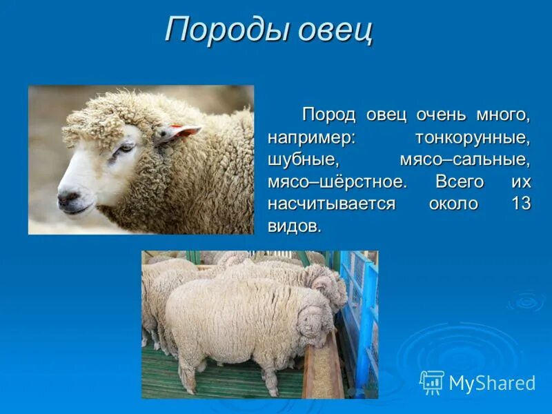 понятия относящиеся к тонкорунной овце