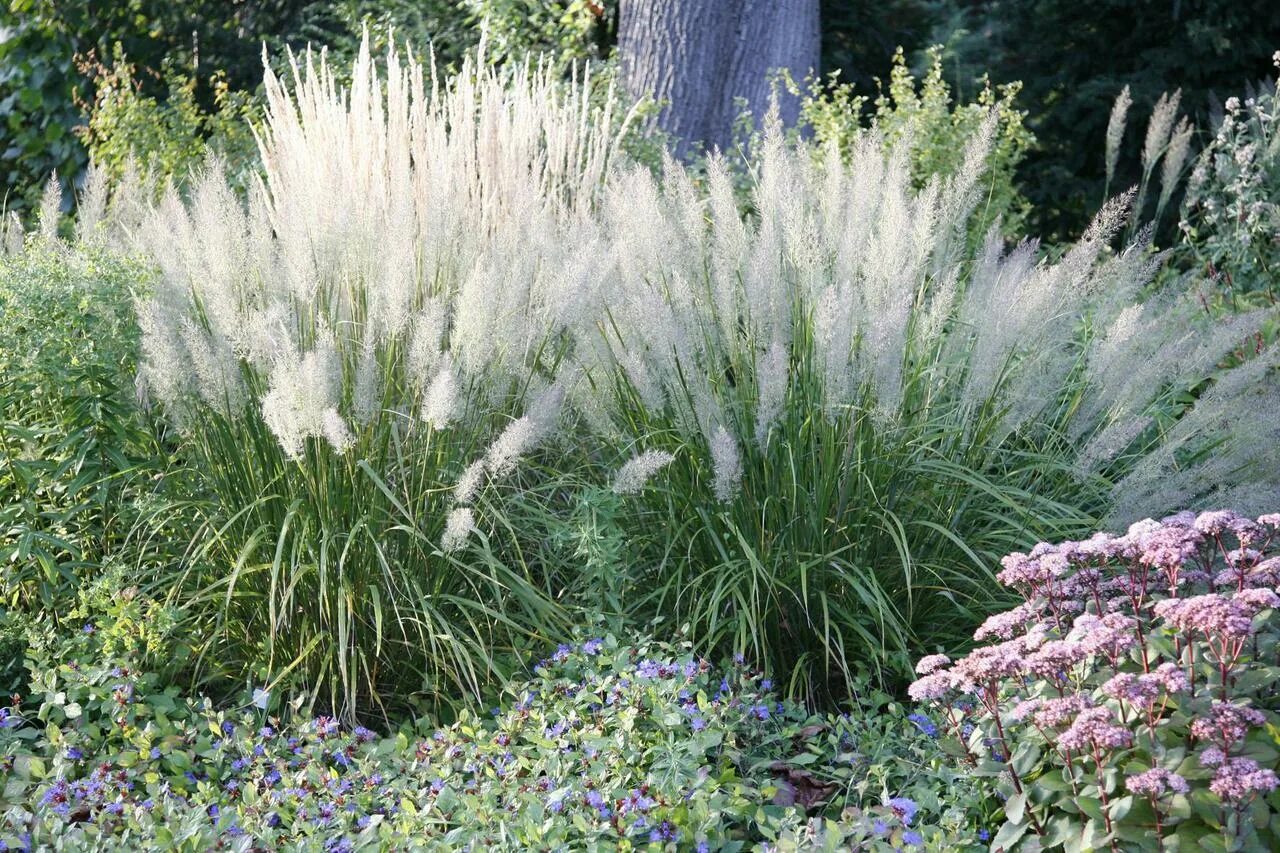 Травка садовая. Вейник коротковолосистый Calamagrostis brachytricha. Вейник коротковолосистый (Calamagrostis arundinacea). Вейник остроцветковый Karl Foerster. Вереск коротковолосистый.